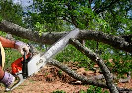 Best Leaf Removal  in Fort Myers, FL