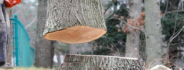 Best Commercial Tree Services  in Fort Myers, FL