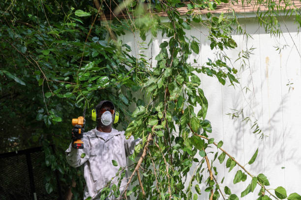 Best Tree and Shrub Care  in Fort Myers, FL